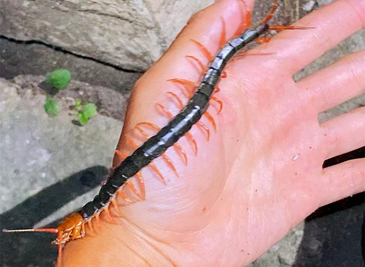 蜈蚣毒性与蜈蚣大小有关吗,巨型蜈蚣和普通蜈蚣哪个毒