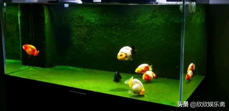 兰寿金鱼可以养在草缸吗,兰寿鱼缸开缸教程