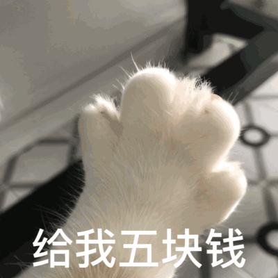 香港养猫领养,香港养猫攻略
