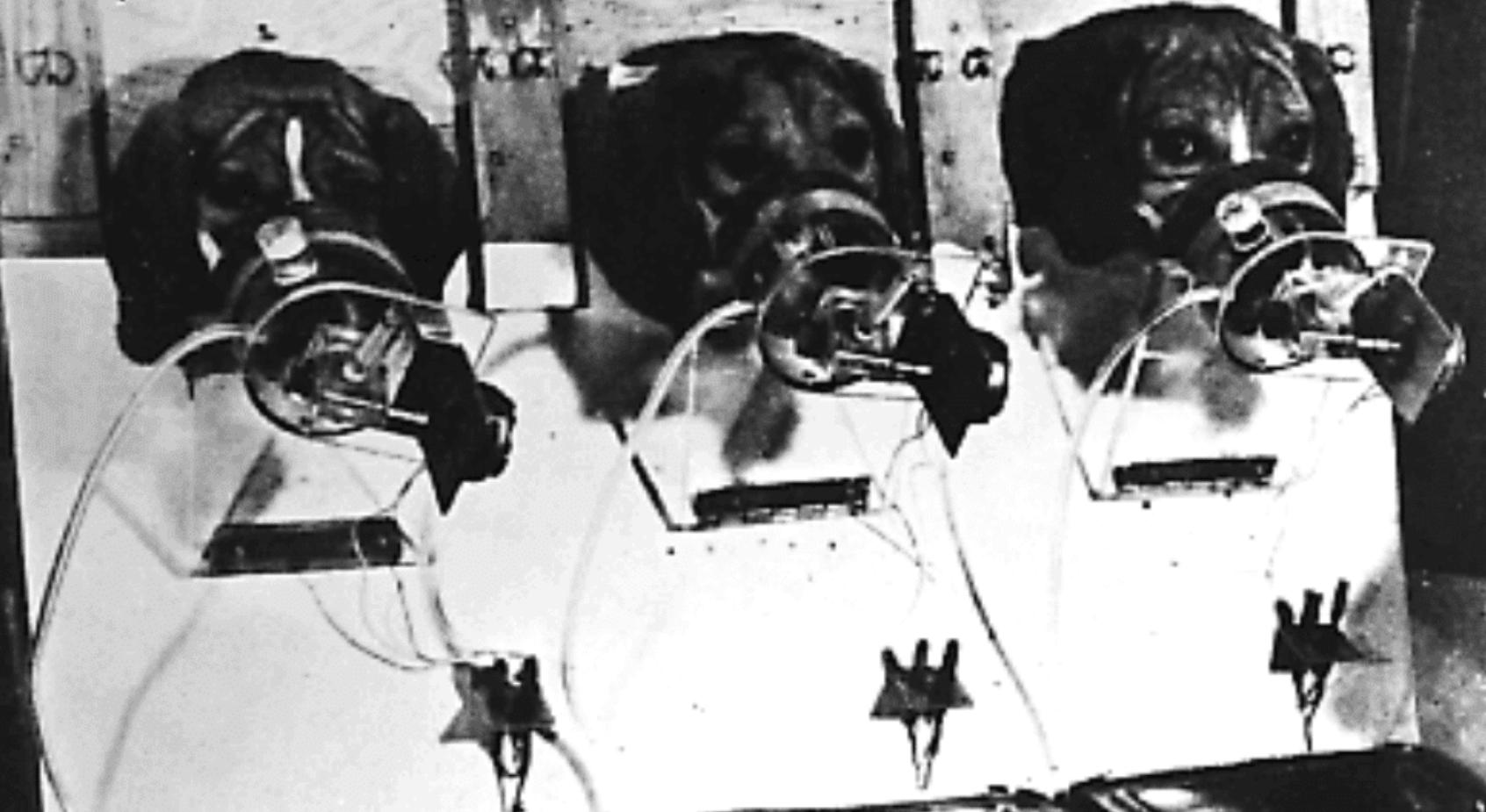 吸烟危害动物实验视频,吸烟对猫狗的危害