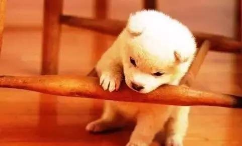 狗狗乱咬东西怎么纠正视频,比熊狗狗老是乱咬东西怎么办