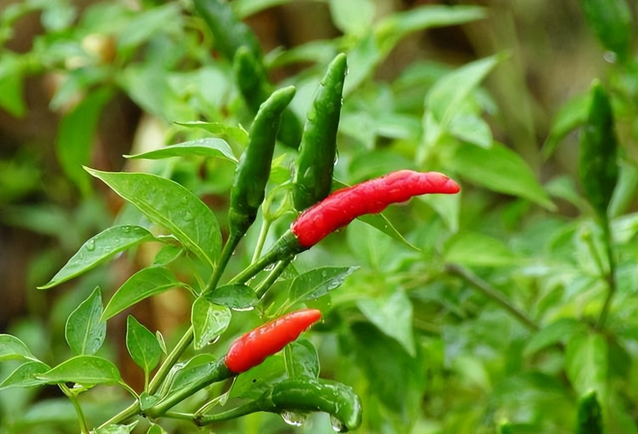 经常吃辣椒对人体有什么危害,长期吃辣椒对身体有益还是有害
