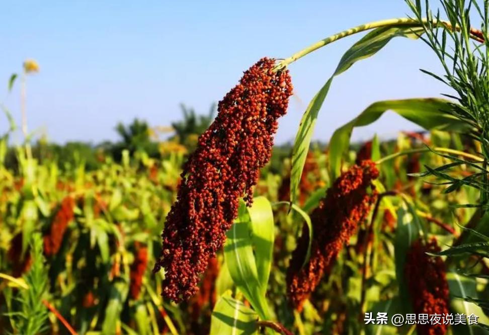 喝葡萄酒和红酒的区别在哪里,葡萄酒和红酒有什么区别和禁忌