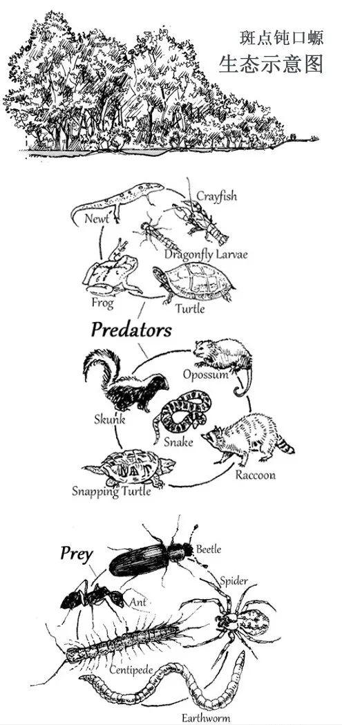 海关查处的蝾螈有哪些,上海海关查获蝾螈后续