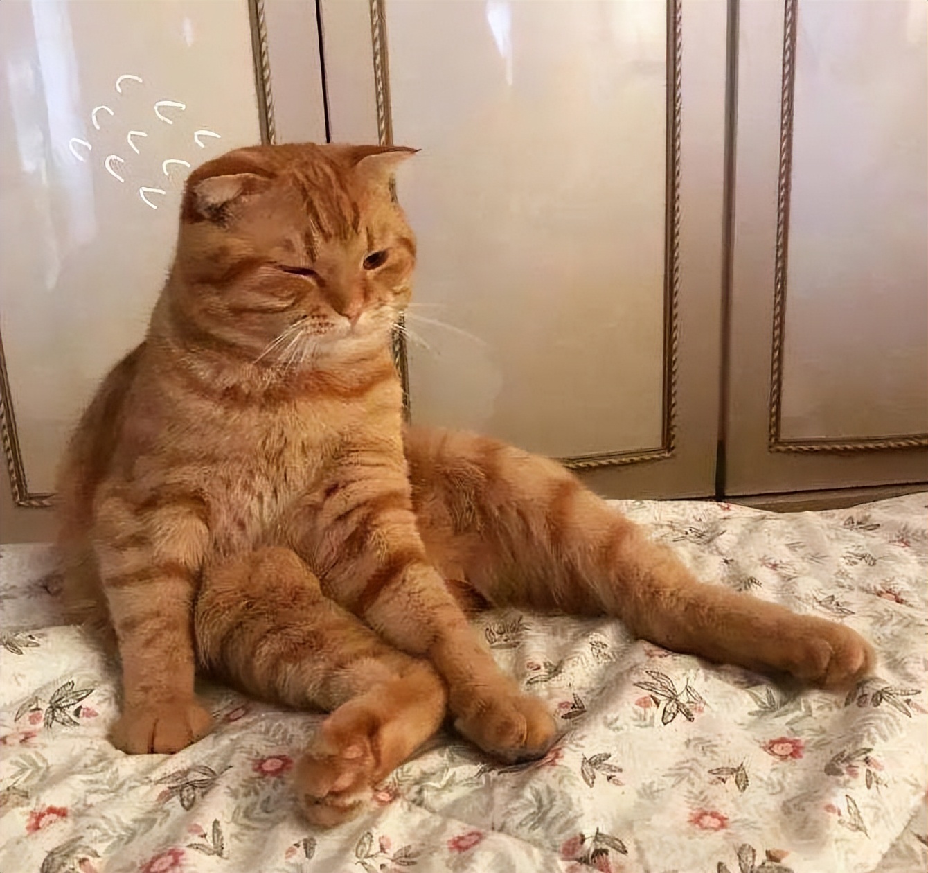 猫咪减肥神器,猫咪肥胖吃什么猫粮减肥