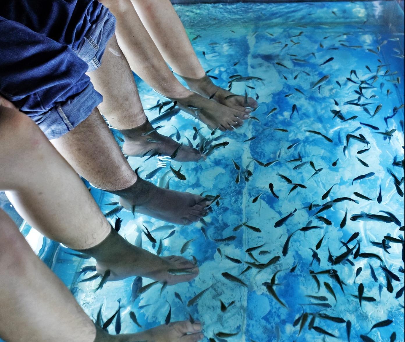 温泉鱼疗副作用,温泉鱼的可怕之处