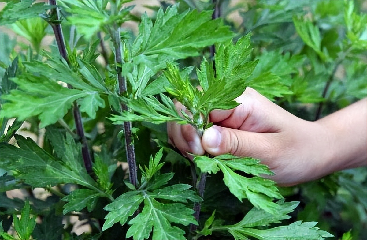 经常喝中药对肝肾功能有影响吗,长期喝中药对肝功能有什么影响