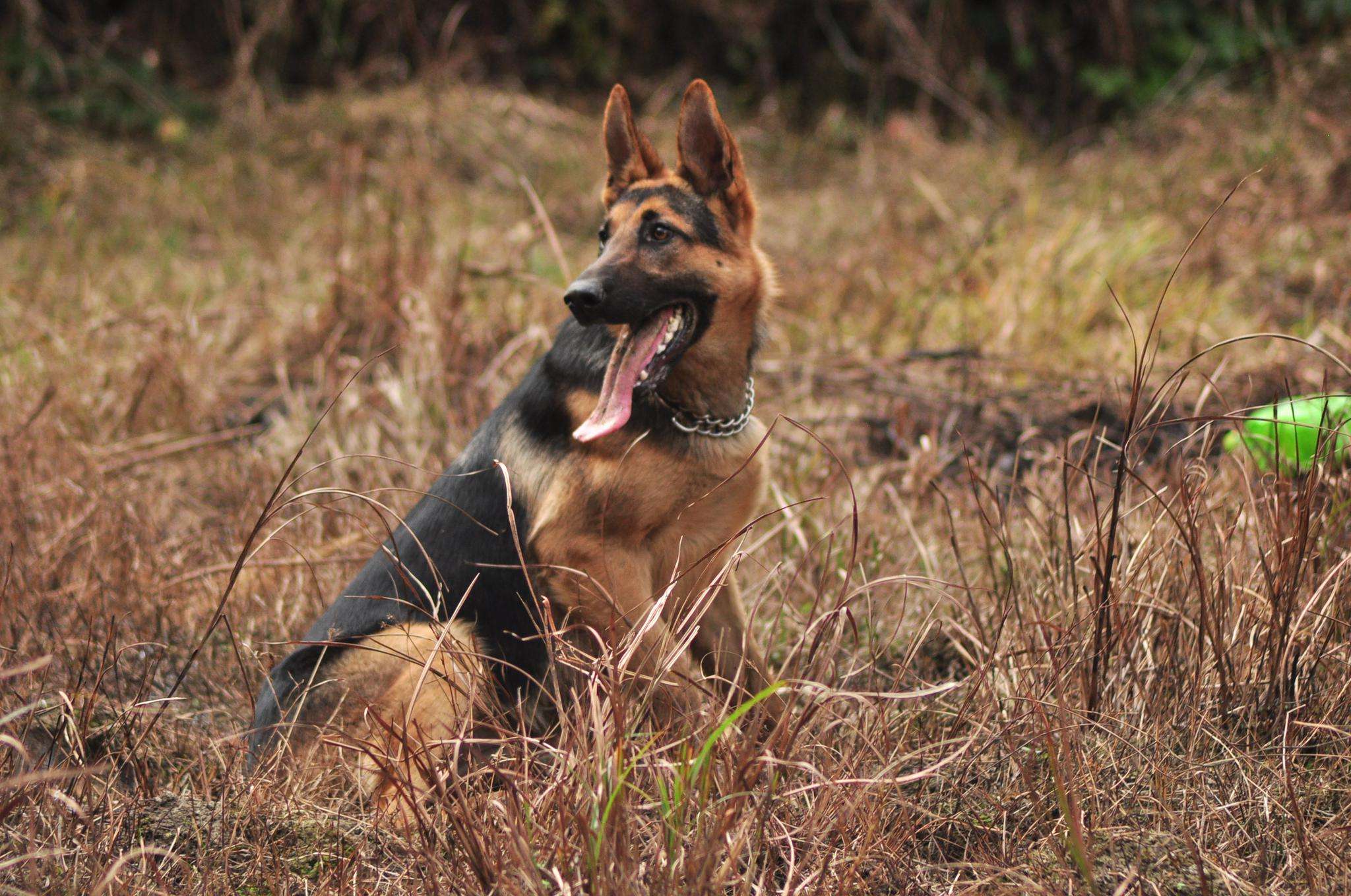 路上通常捡到的小奶狗是哪种狗,遇到这几种狗千万要抱回家