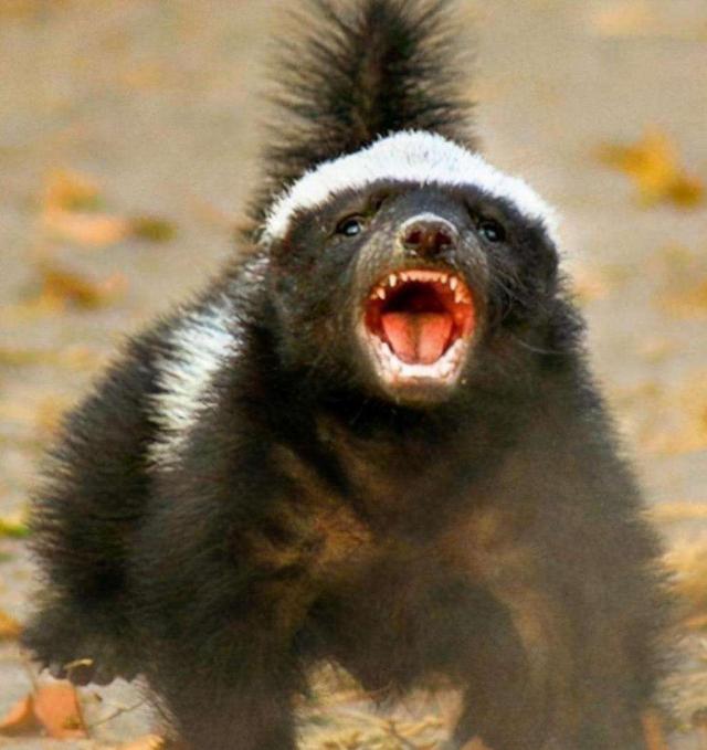 蜜獾平头哥它的天敌是谁,蜜獾平头哥最大的天敌