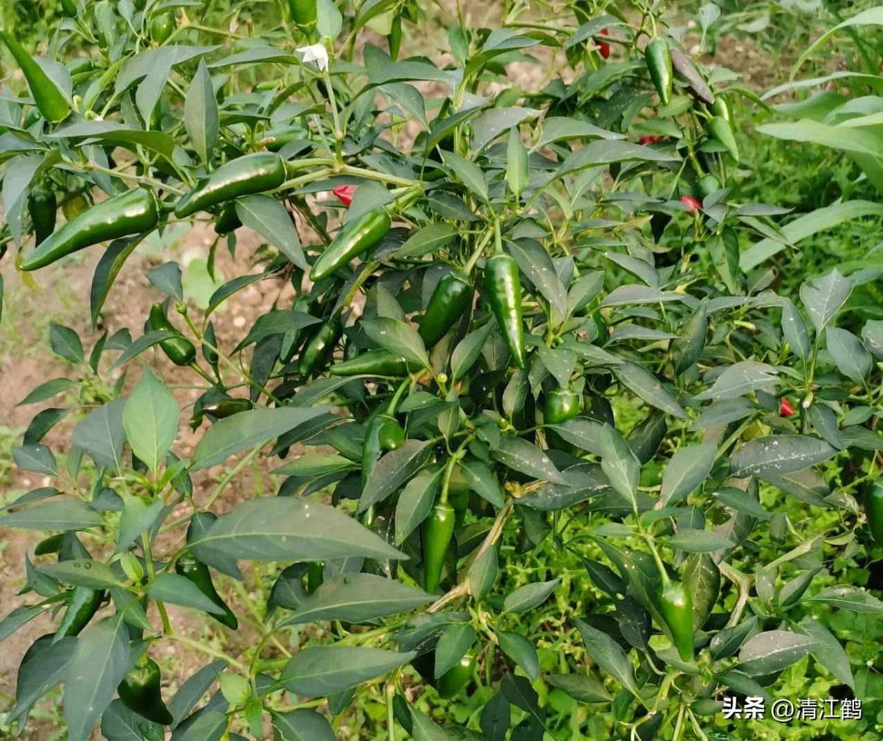 叶面肥增产技巧,叶面喷施肥助生长的配方