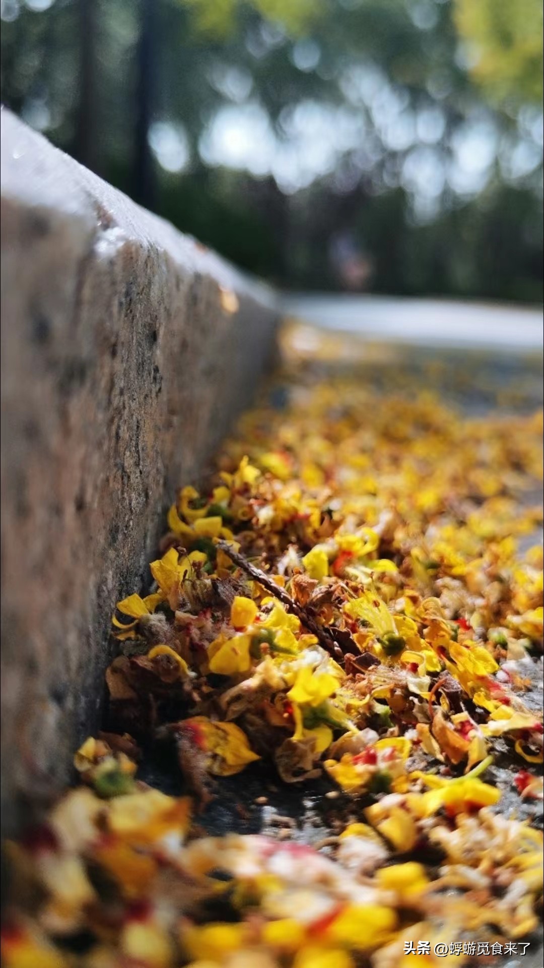 一首起风了的歌曲,一首起风了勾起多少回忆