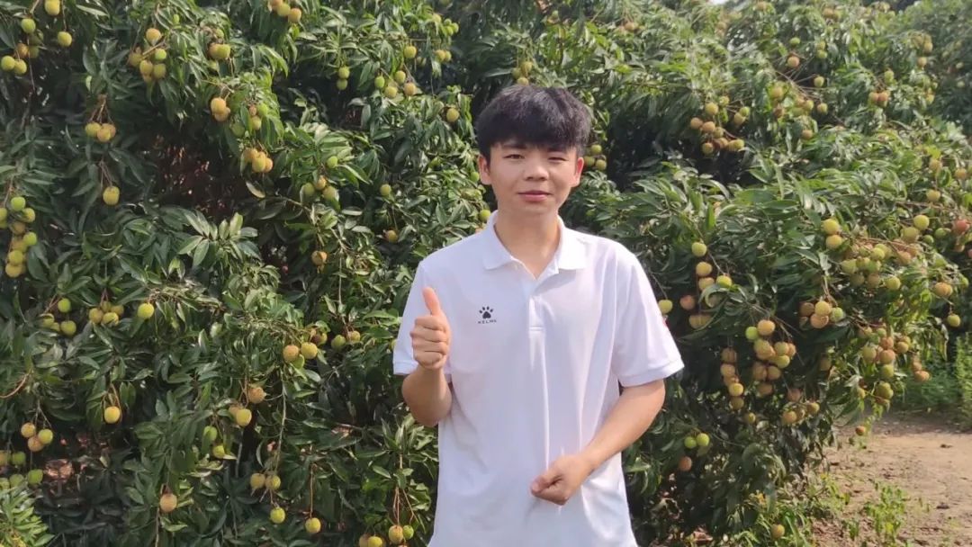 一棵荔枝树能卖多少钱,一棵荔枝树的果实卖几百万