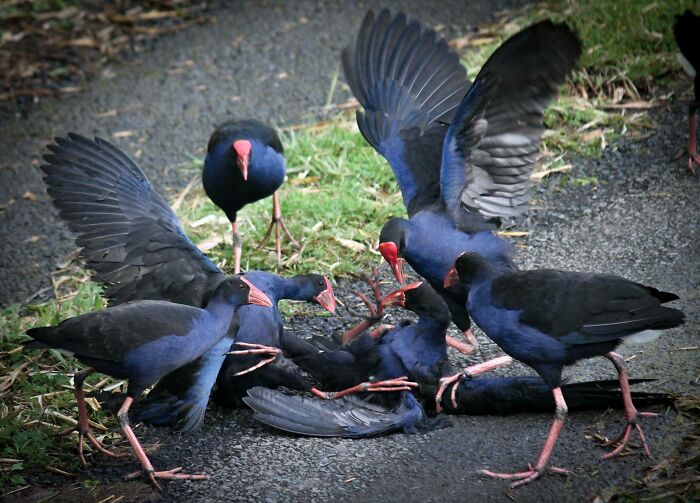 100个难得一见照片,火山爆发时的岩浆图片真实