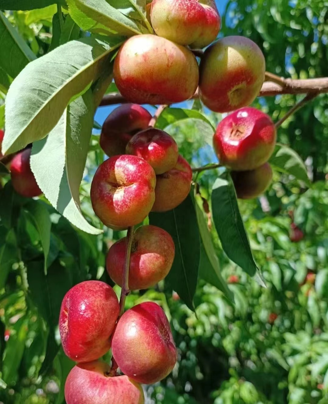 这款桃子的香气，水蜜桃都被比下去