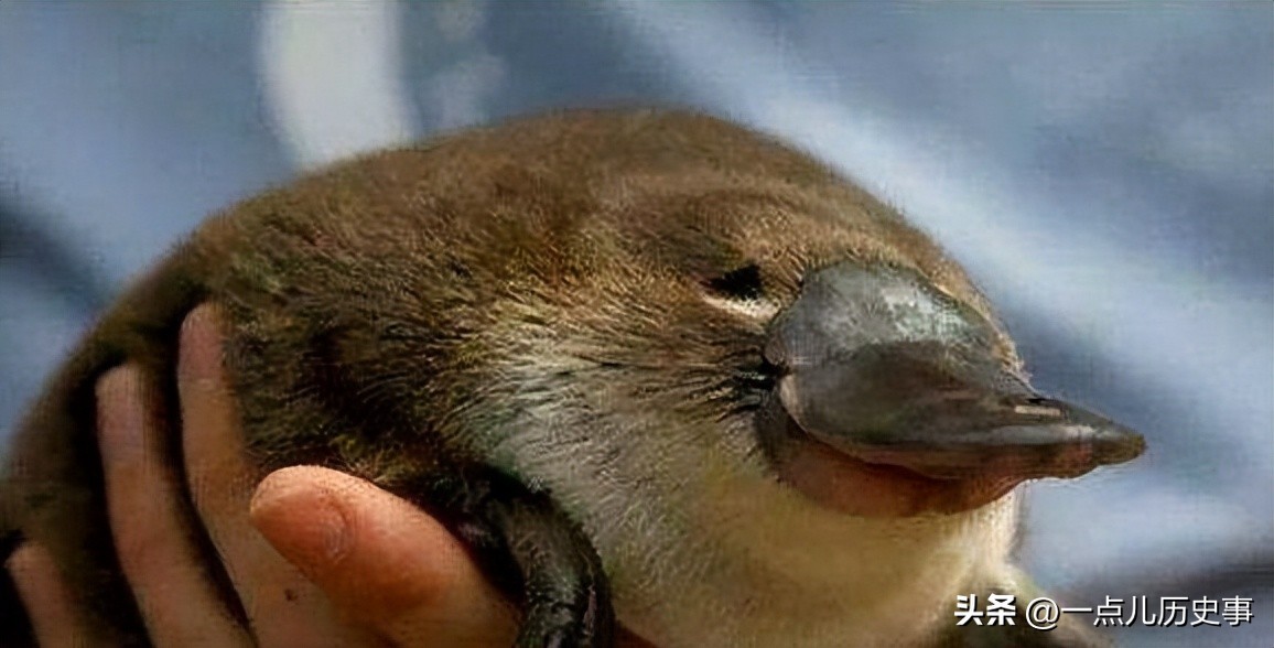 澳大利亚内陆为什么无法生存,澳大利亚是不是不适合生存