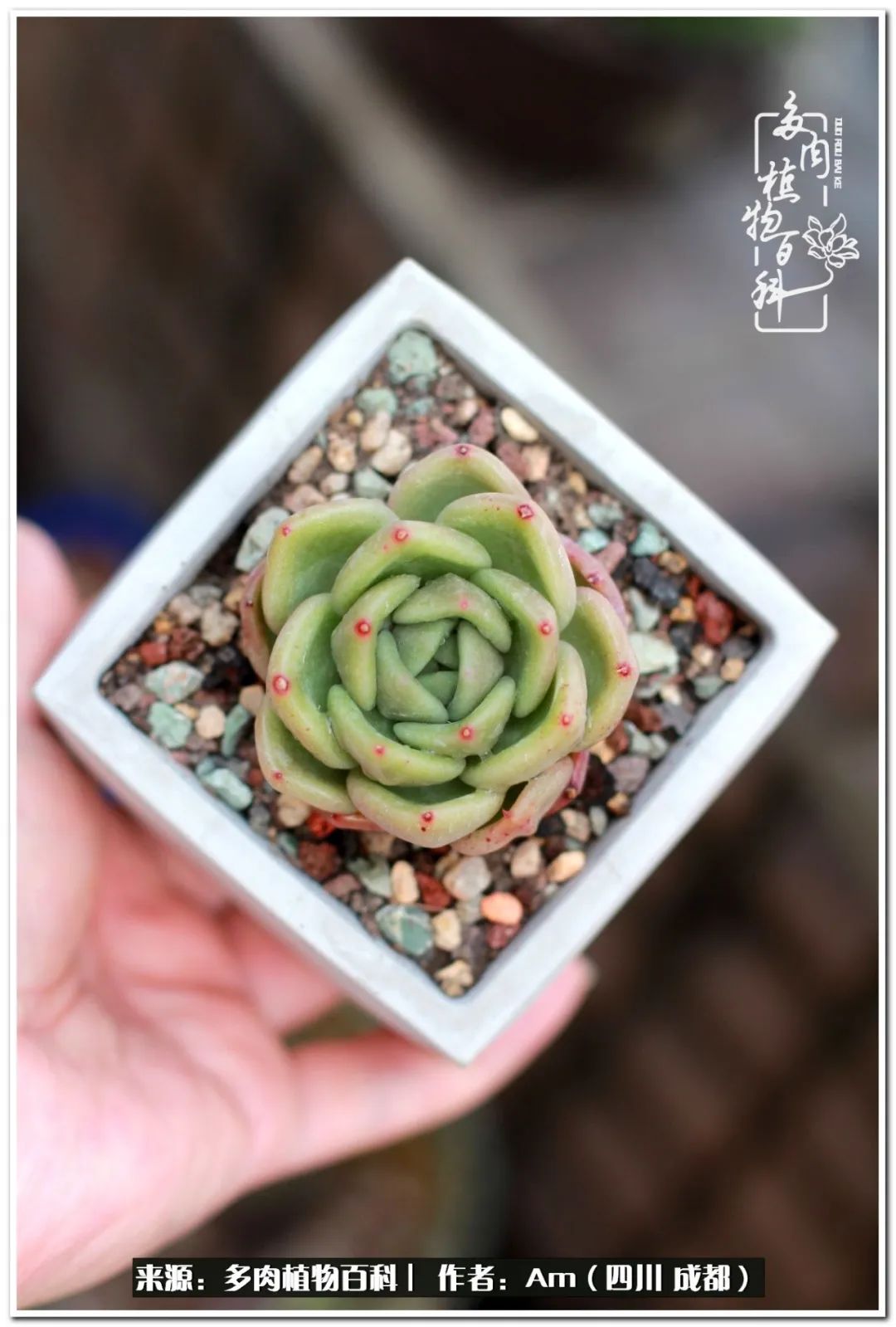 多肉小盆友生活多姿多彩,多肉小精灵福享不停
