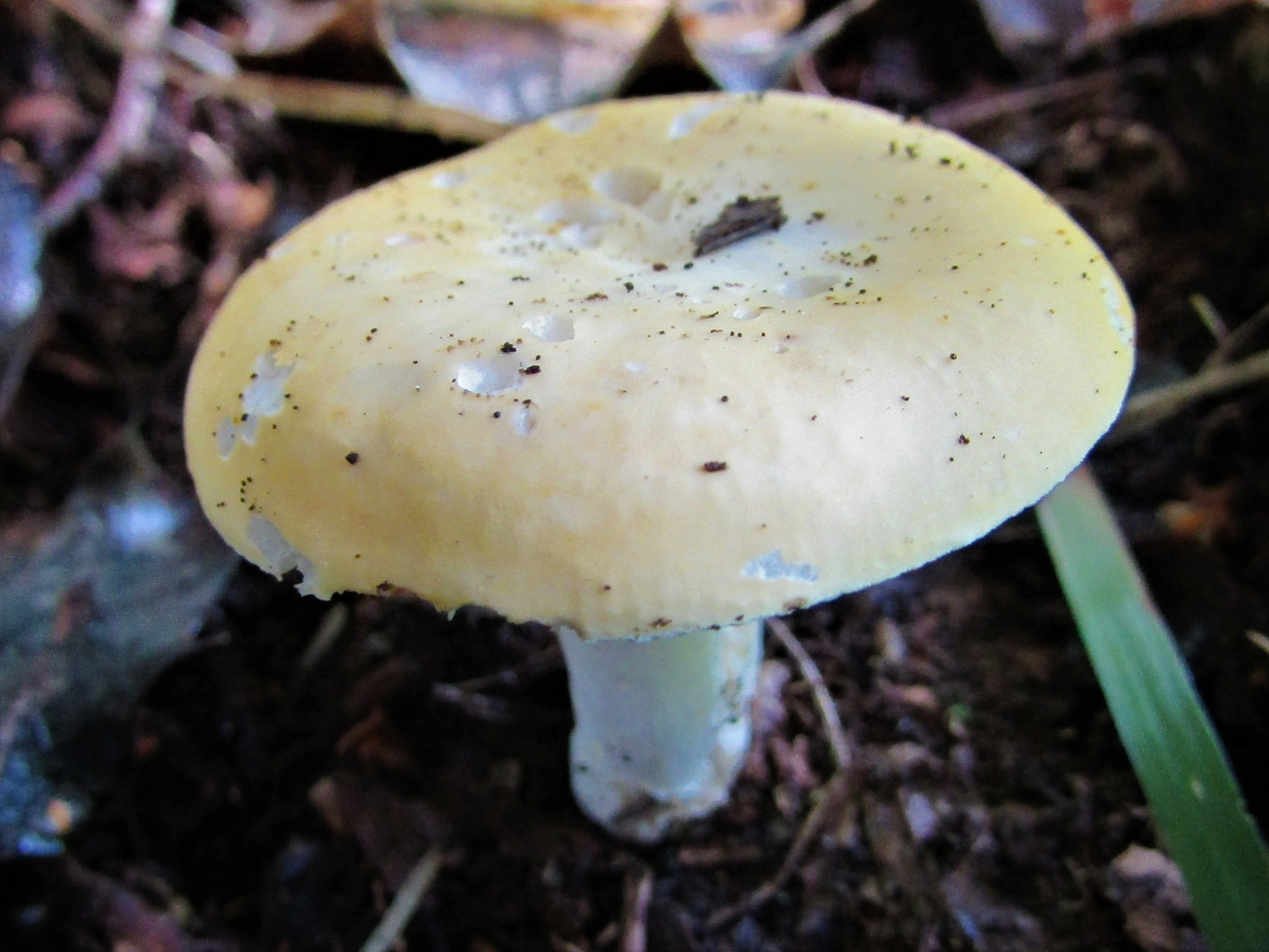 教你认识一下蘑菇,8种口味蘑菇