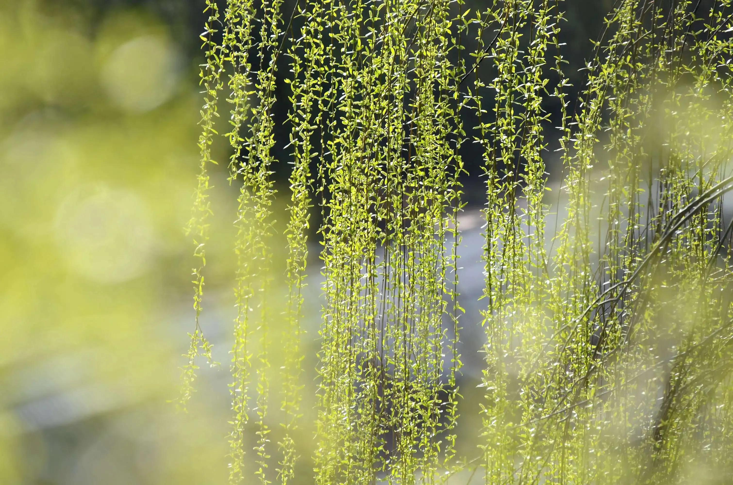 早春最好的十首诗,早春诗词十首