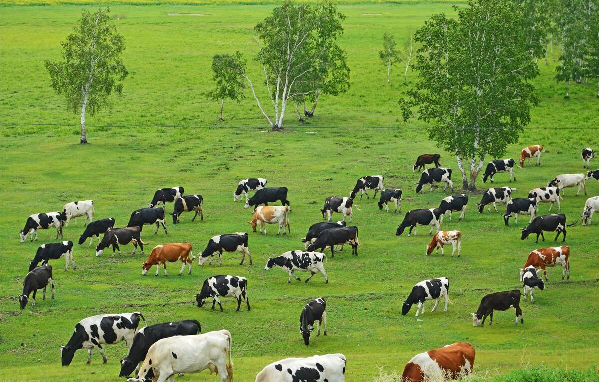 肉牛养殖技术西门塔尔牛养殖视频,生牛养殖和肉牛养殖的区别