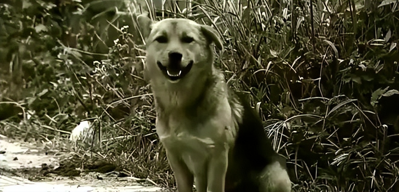 烈性犬不牵绳,未牵绳犬撕咬受伤狗主人