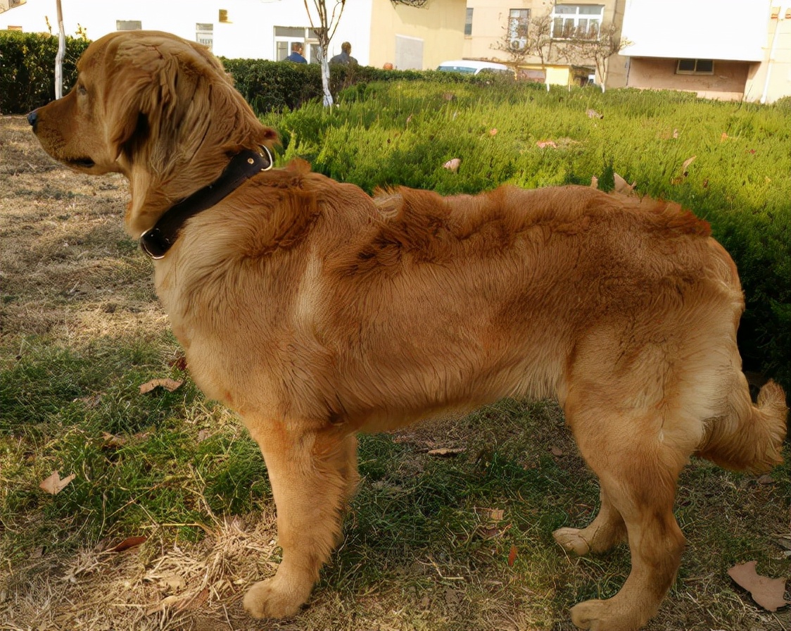 小狗的嘴巴跟牙结石一样臭,为什么小狗的嘴巴好臭怎么解决