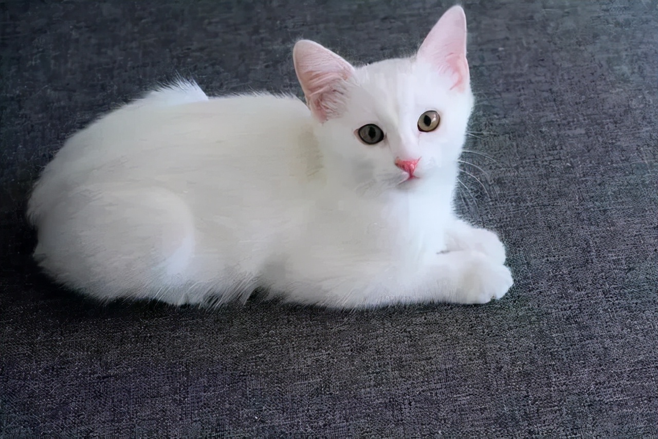 西伯利亚森林猫和中华田园猫,一只中华田园犬vs一只猫