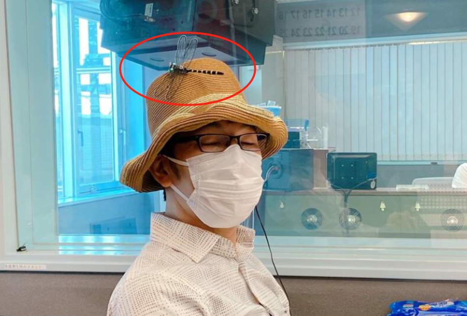 蜻蜓一小时吃多少只蚊子,蜻蜓能吃多少只蚊子