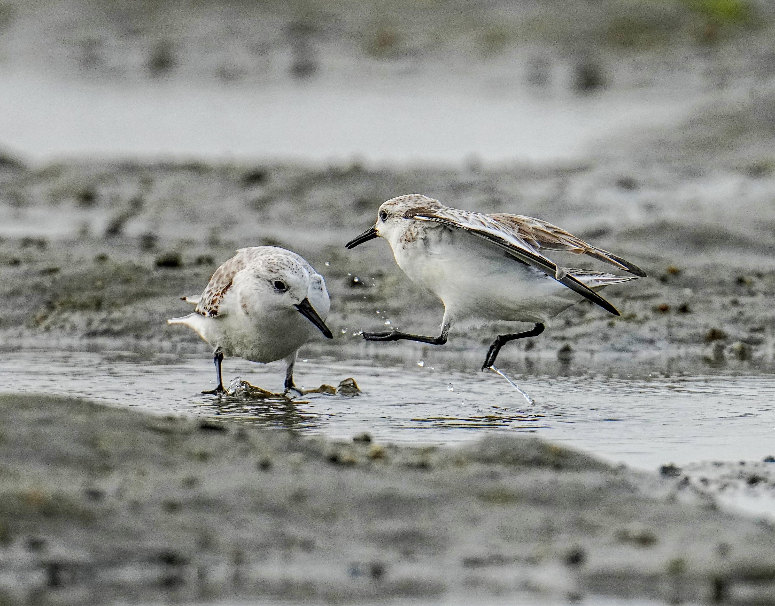 海南观鸟随记5霸王岭儋州湾勺嘴鹬领角鸮仓鸮