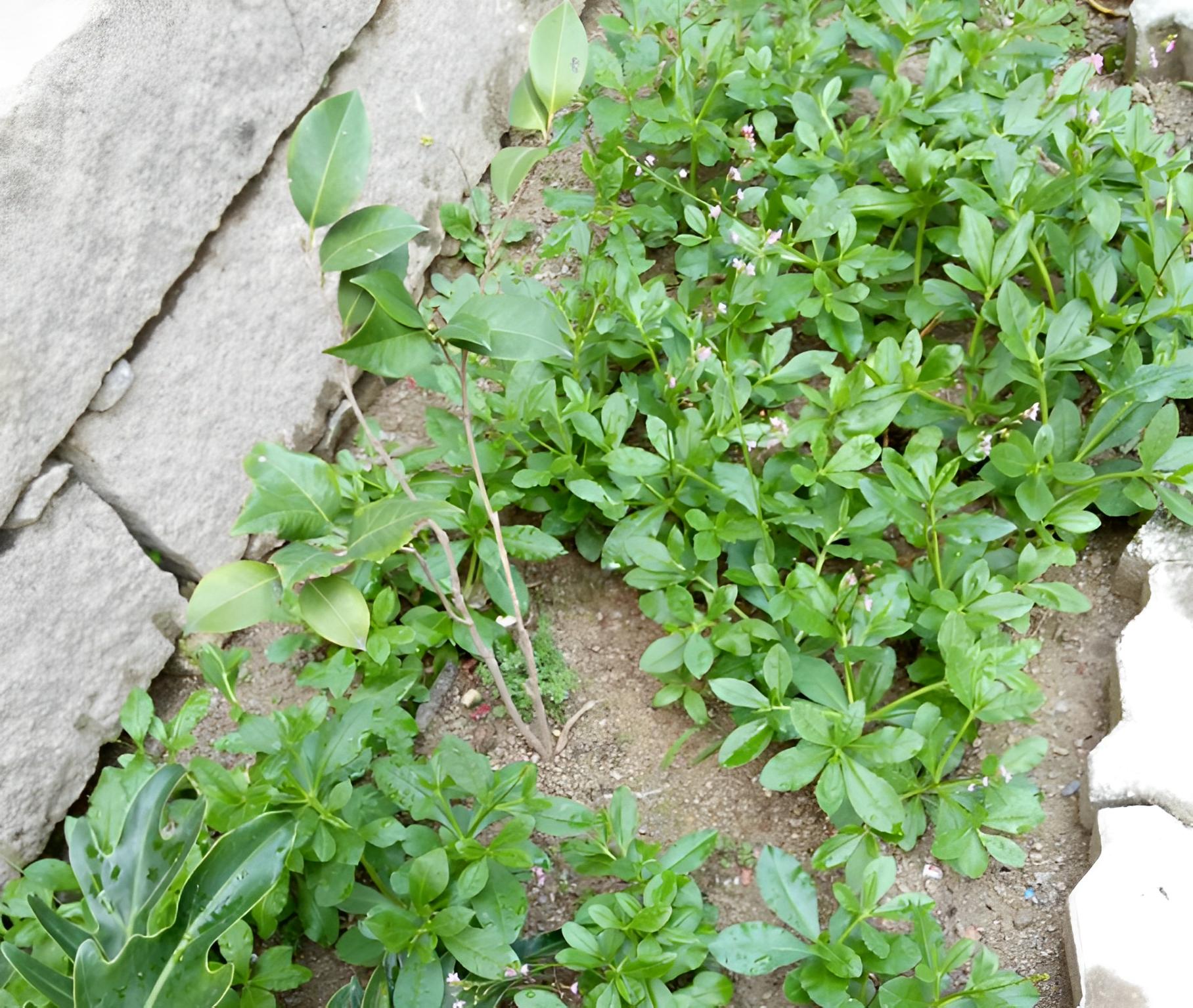 农村野生土人参,农村院落生长野生人参