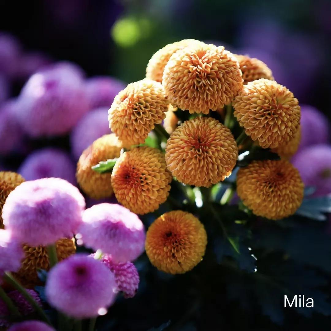 深圳东湖公园菊花展什么时候结束,深圳东湖公园菊花展2019几点唱戏