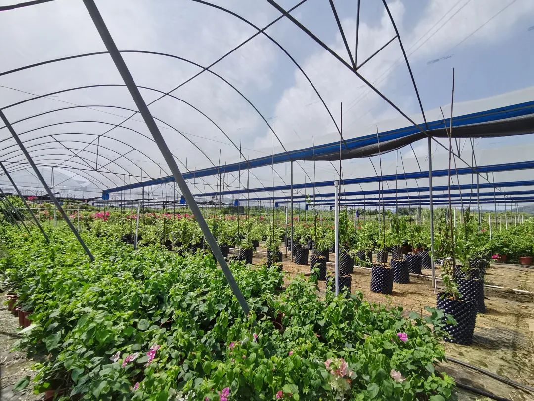 智库观察丨新兴县天堂镇如何从“农业大镇”变“农业强镇”