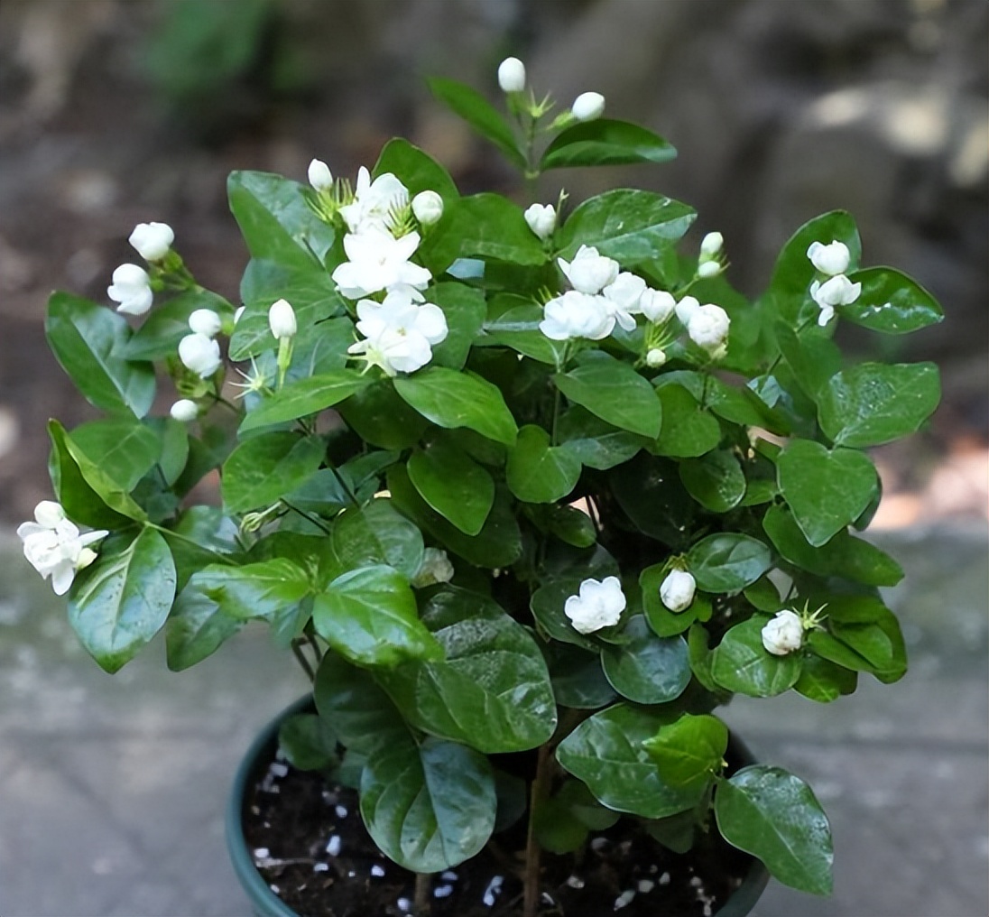 室内养花除虫小妙招,养花生虫最好的方法