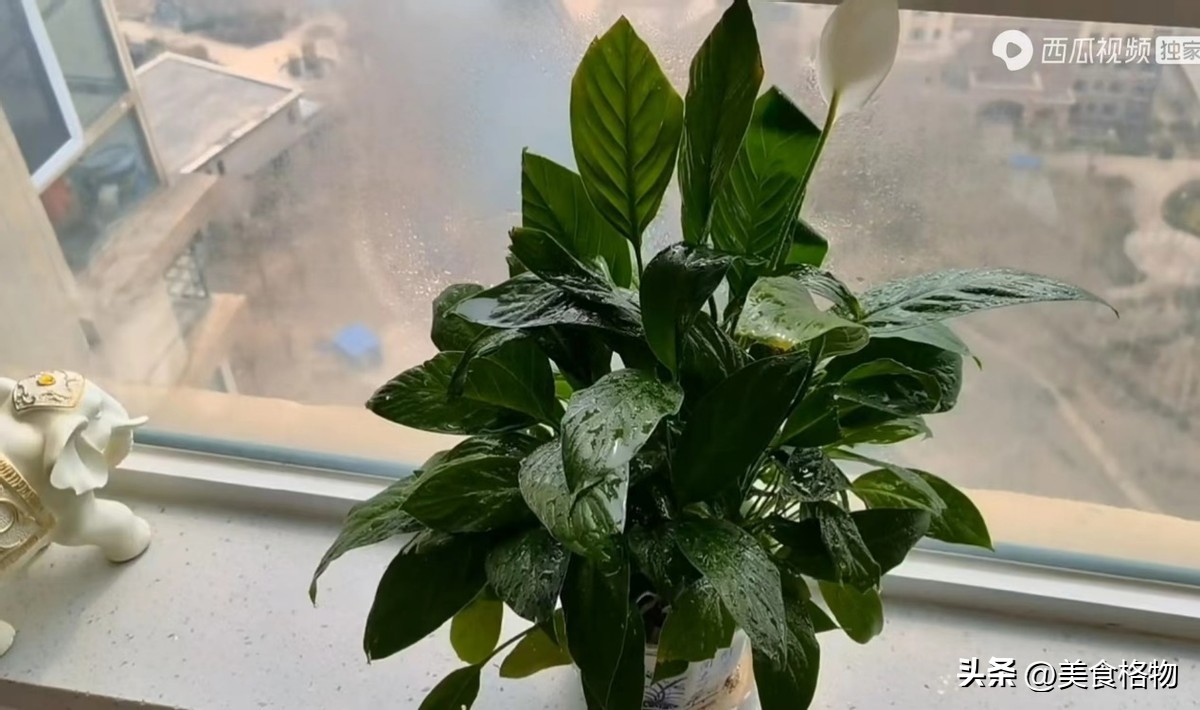 花盆里撒一把什么花都好养,花盆里埋一勺它养花一年不用施肥