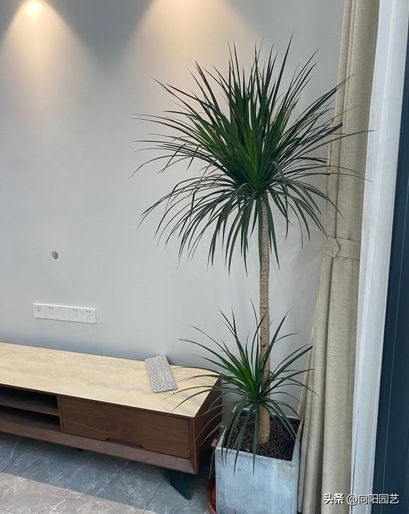 常见植物有毒不适合室内养殖,家里养不死的大型植物