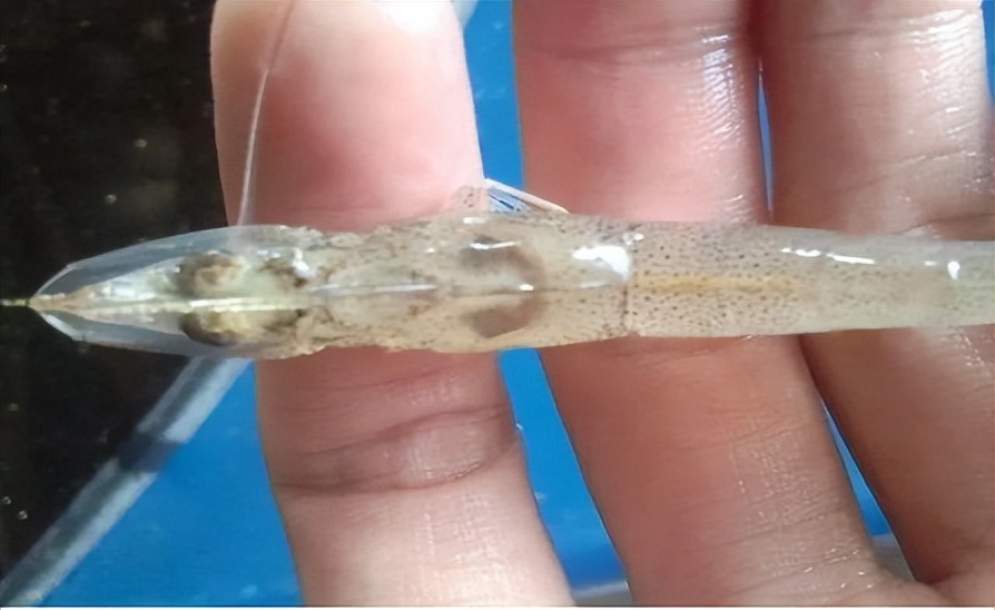 对虾肠炎怎么看,对虾肠炎能吃吗