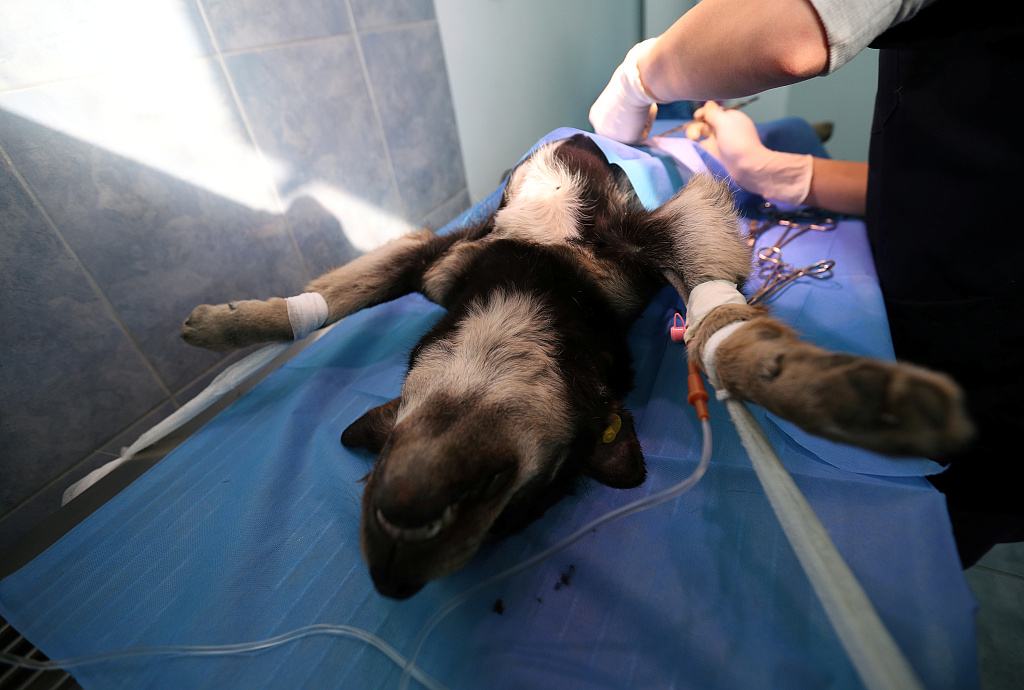 女生养狗养公的好还是养母的好,女生养狗有什么讲究