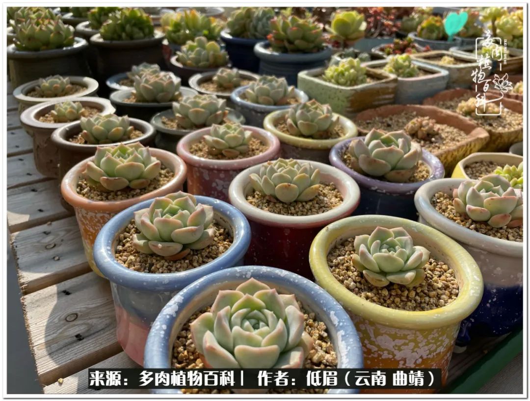 养了8年的多肉,养了七年多肉
