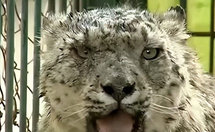 云南农村小伙捡到一只小猫,小伙捡到一只活体小猫