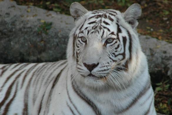 喝老虎酒有什么功效,老虎的骨头对人体有害吗