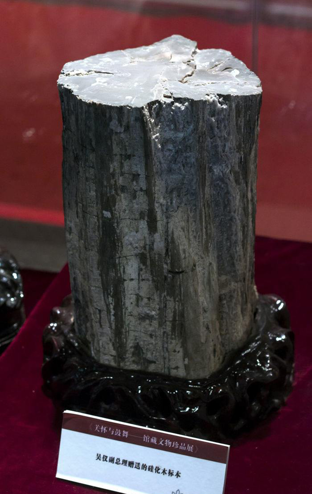 硅化木的原始树木,硅化木和树化石