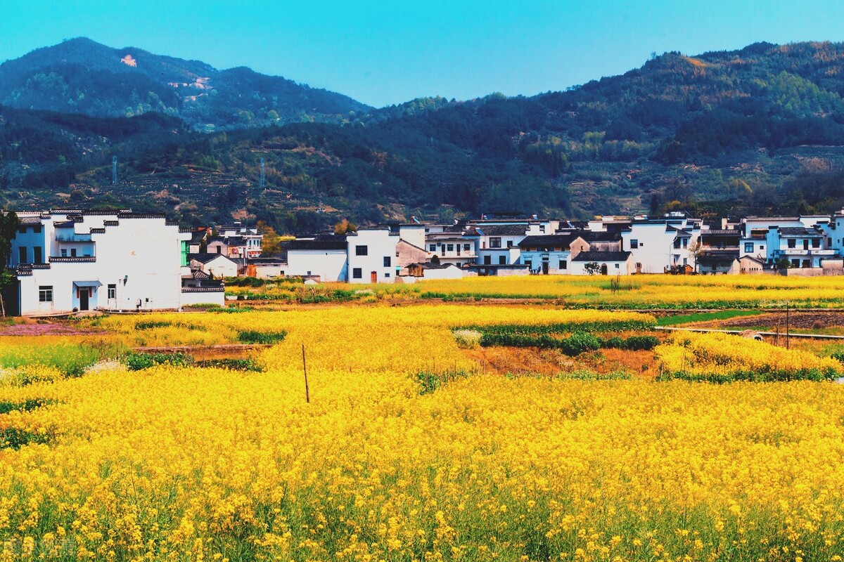 皖南赏花排名,安徽皖南春光好赏花正当时