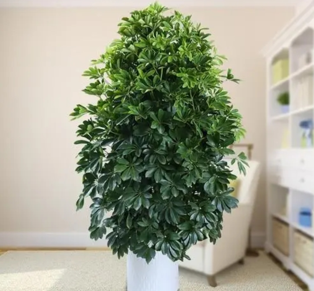 怎么修剪鸭掌木的株型,鸭掌木适合什么命养