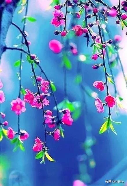 十大绝美花朵,绝美花朵视频