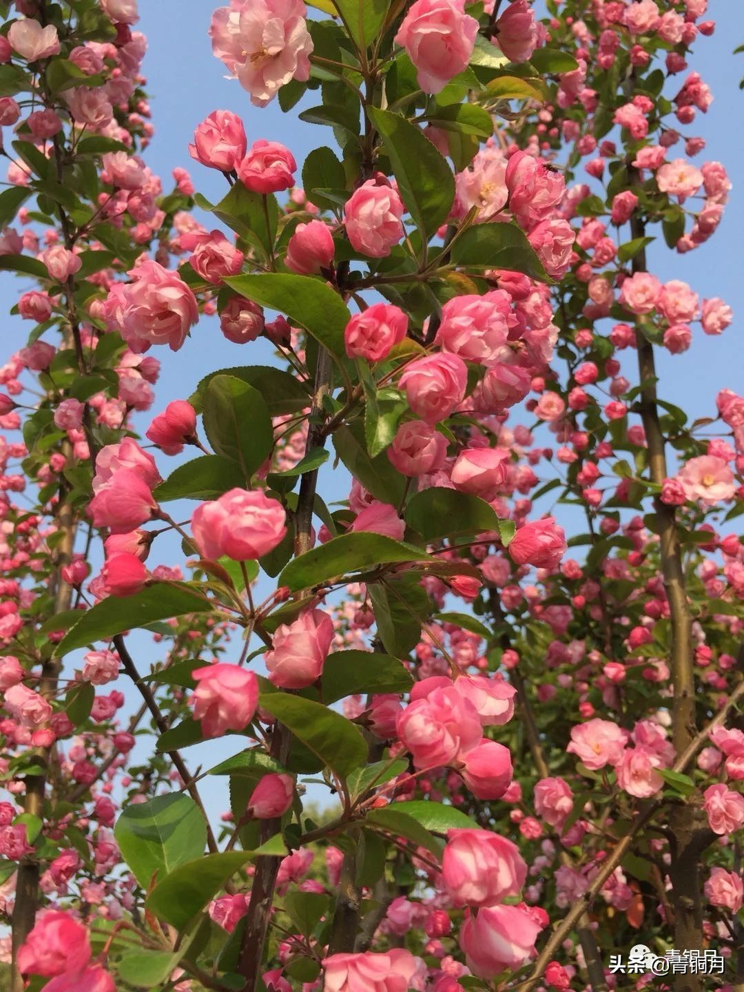 第13课：沈从文《月下》（10万+课程老师讲义）