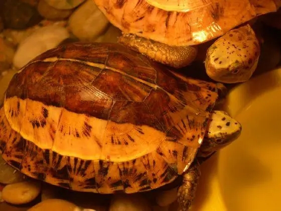 黄缘盒龟的人工饲养方法,黄额盒龟几级保护动物