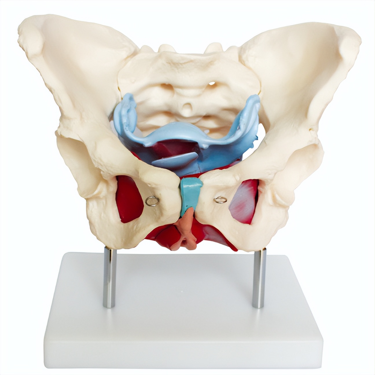 更年期女性怎样盆底康复,更年期盆底疾病有必要看吗