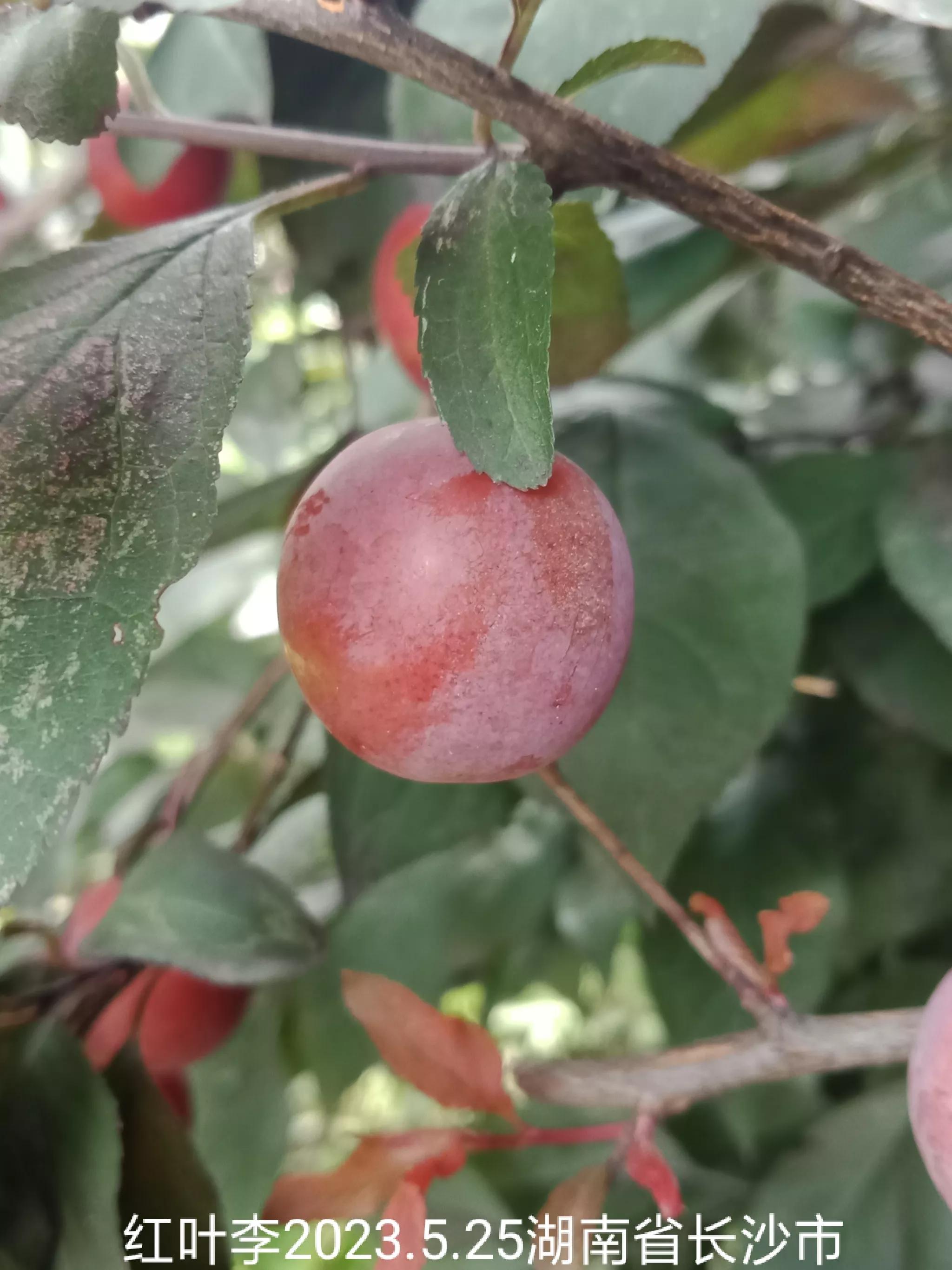 微信群忘保存找不到怎么办,微信群没保存通讯录丢失怎么找回