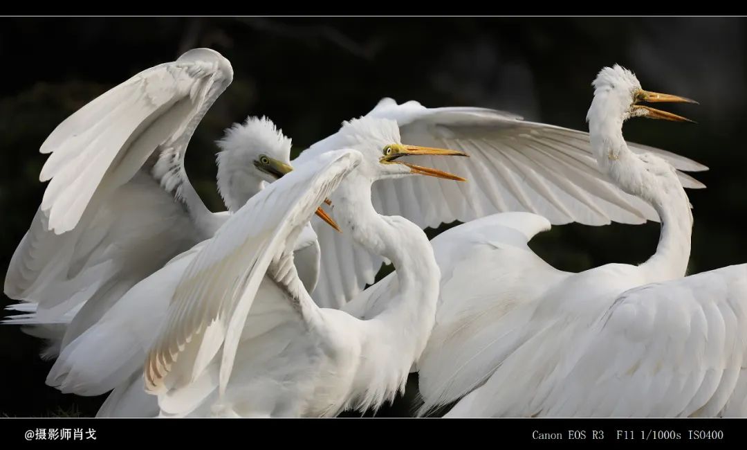 佳能rf800mmf5.6价格,佳能rf800mmf5.6定焦镜头能拍多远