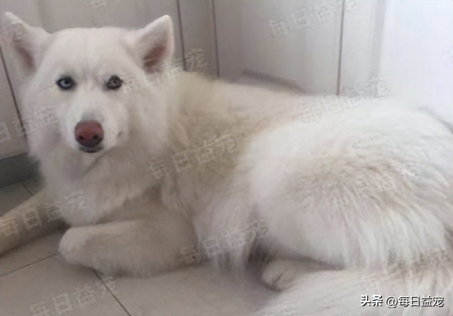 高价买回一只萨摩耶，半年后发现不对劲，铲屎官气到无力吐槽