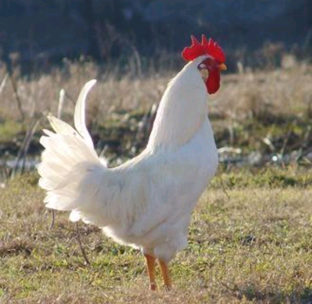 “家养三物邪气不入，添福又添禄”，这三物是啥？真是这样吗？